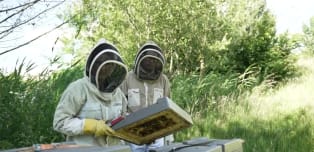 Urban beekeeping in Amsterdam